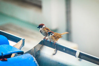 Close-up of bird perching on a feeder