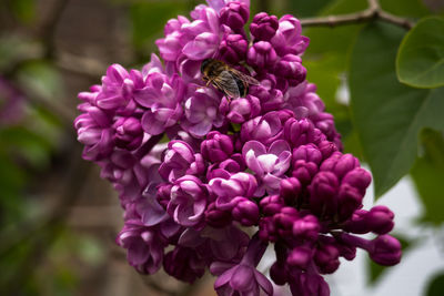 Close-up of bee pollinating on pink flower