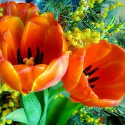 Close-up of red tulips