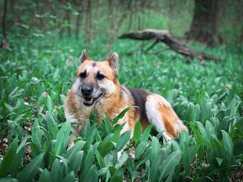 German shepherd in green plants growing in spring