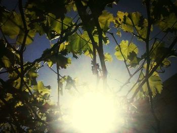 tree
