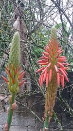 Close-up of cactus flower tree