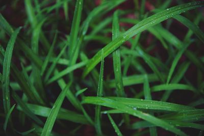 Close-up of grass