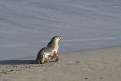 High angle view of animal on beach