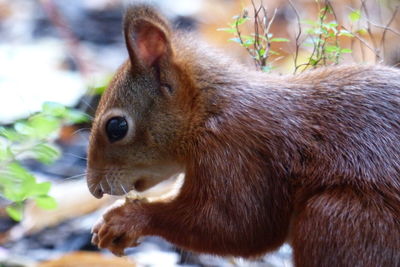 Close-up of squirrel