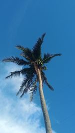 Low angle view of palm tree against blue sky