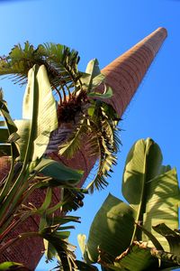 Low angle view of coconut palm tree against clear blue sky