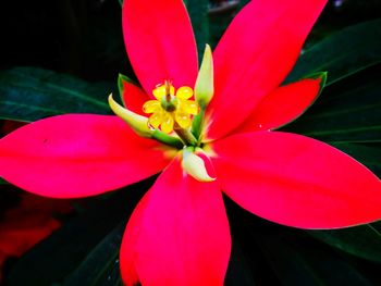 Close-up of red flower