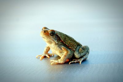 Close-up of lizard