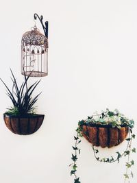 Close-up of potted plant on table against white background