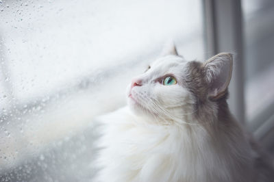 Close-up of cat looking out of window