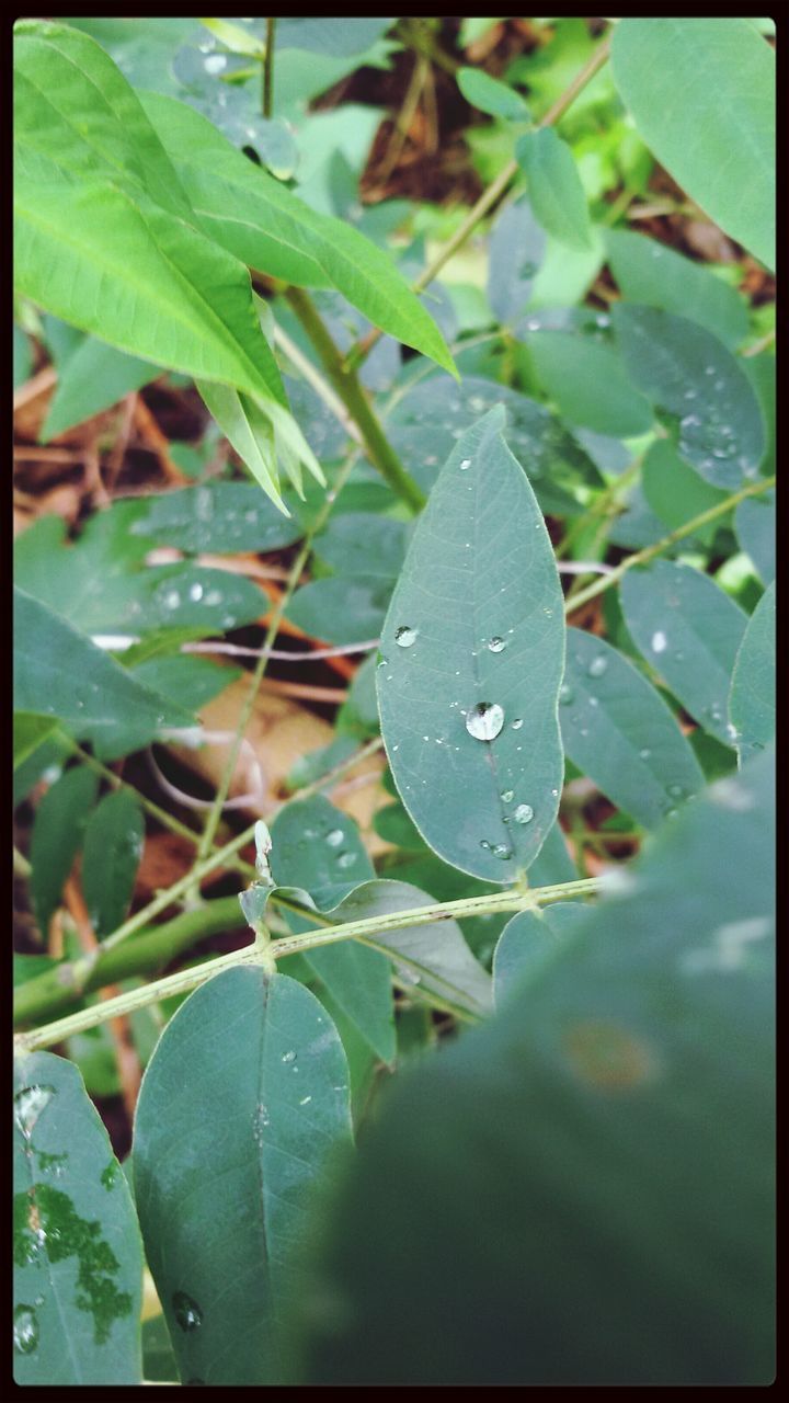 leaf, transfer print, green color, growth, auto post production filter, close-up, plant, nature, leaves, leaf vein, focus on foreground, water, freshness, wet, beauty in nature, drop, day, selective focus, outdoors, no people