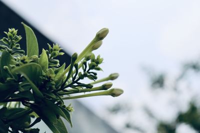 Close-up of plant against sky