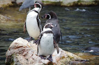 View of penguins on rock