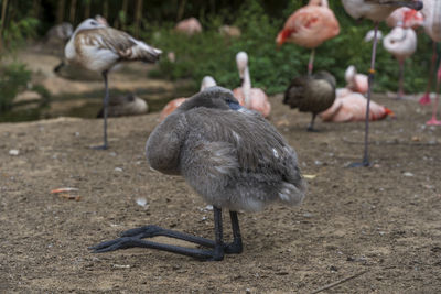 View of ducks on land