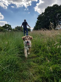 Dog standing on grass in field