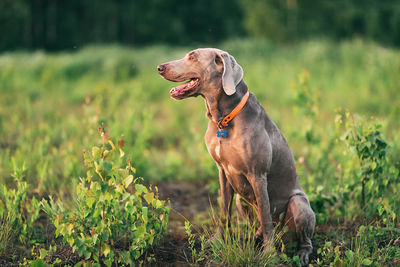 Dog looking away on field