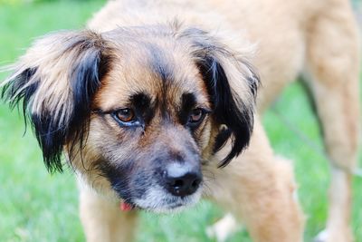 Close-up portrait of dog on field