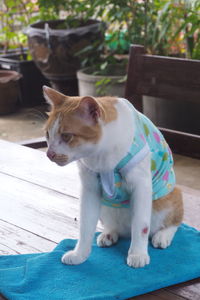 Close-up of cat sitting outdoors