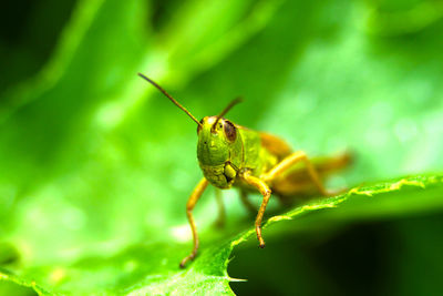 Close-up of insect on leaf