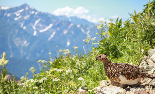 View of a bird on land