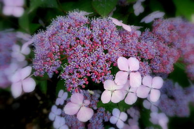 Close-up of pink flowers