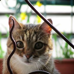 Close-up portrait of cat