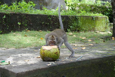 View of fresh eating fruit on plant
