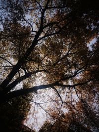 Low angle view of trees in forest