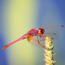 Close-up of dragonfly on plant