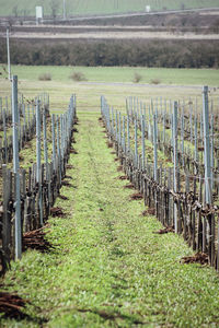 Vineyard at tokaj wine region