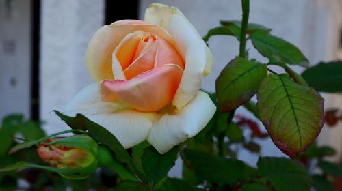 Close-up of rose plant