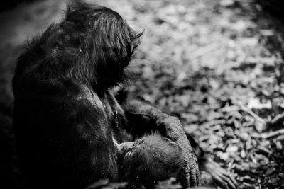 Close-up of gorilla nursing her young