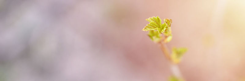 Close-up of flowering plant