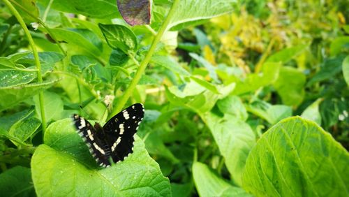 Close-up of butterfly on leaf