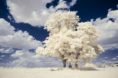 Trees on field against sky during winter