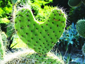 Close-up of prickly pear cactus