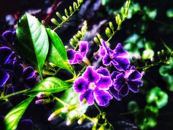 Close-up of purple flowers