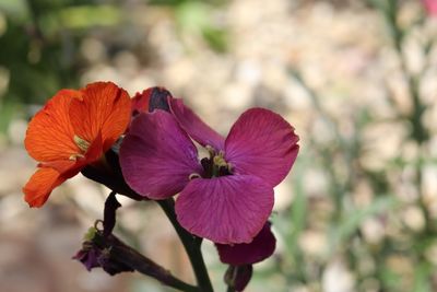 Close-up of red flowering plant