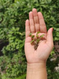 Close-up of hand holding plant