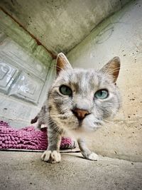 Portrait of cat sitting on floor