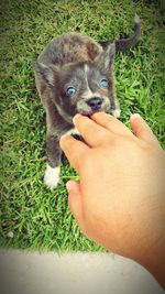 Midsection of woman holding puppy on grass