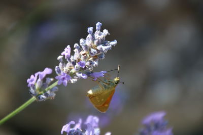 Close-up of insect on purple flowers