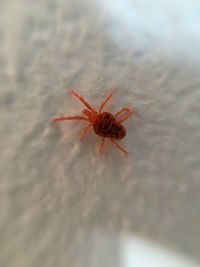 High angle view of spider on leaf