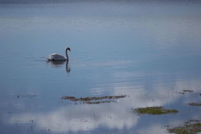 Swans swimming in lake