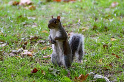 Close-up of squirrel on field