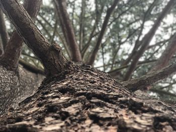 Close-up of tree trunk in forest