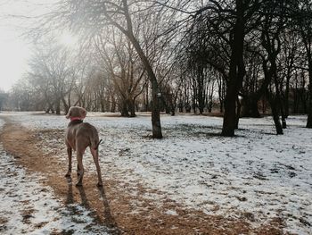 Dog standing on tree trunk