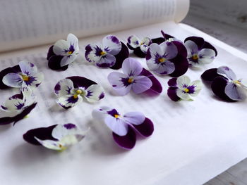 High angle view of purple flowering plants on table