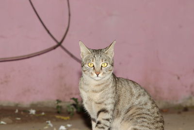 Portrait of tabby cat looking away